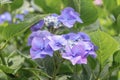 Bigleaf hydrangea Hydrangea macrophylla Blue Wave, blue flower Royalty Free Stock Photo